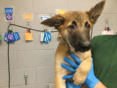 A1941050, Belgian Shepherd Malinois, puppy, available for adoption