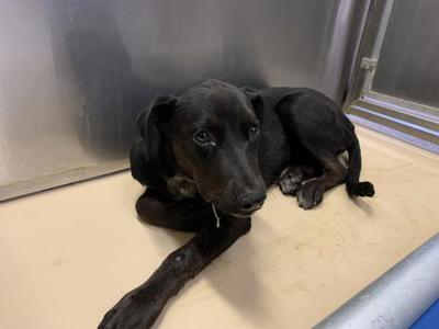 A1939850, Labrador Retriever, young, available for adoption