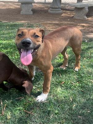 A brown dog with a white chest and paws standing on grass, with its tongue out, while another dog is partially visible in the foreground.