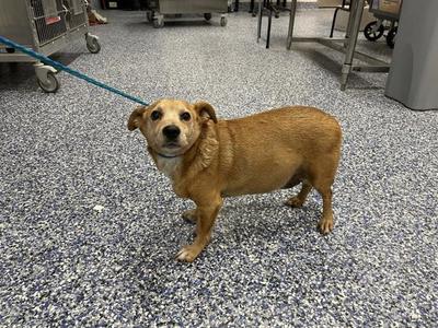 BEAN, Chihuahua, senior, available for adoption