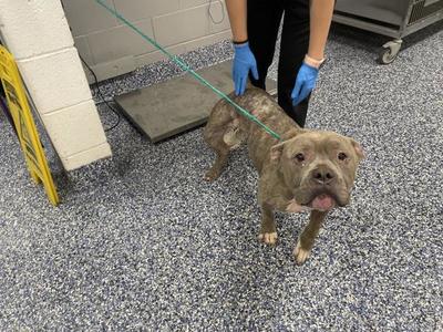 A1928439, Pit Bull Terrier, senior, available for adoption