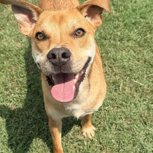 Jax, Mountain Cur, adult, available for adoption