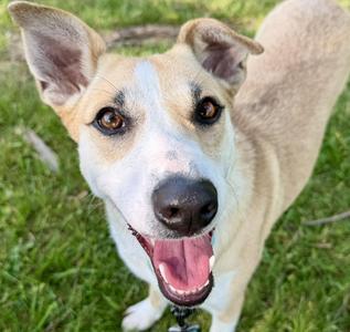 Miley, Australian Cattle Dog / Blue Heeler, adult, available for adoption