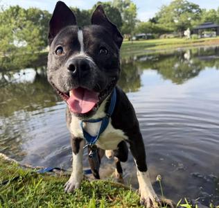 Max, American Staffordshire Terrier, adult, available for adoption
