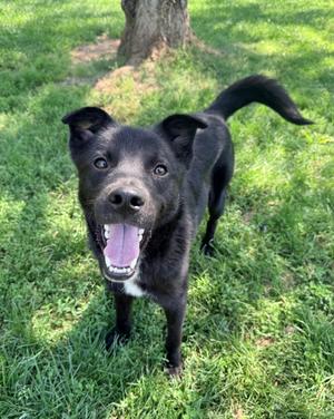 Roo, Shepherd, young, available for adoption