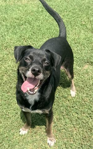 Dottie, Beagle / Labrador Retriever, adult, available for adoption