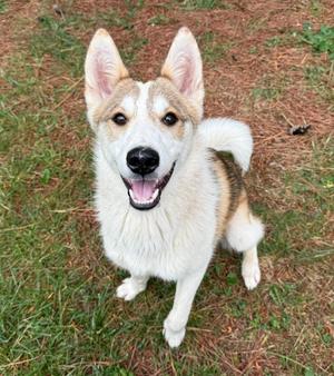 Whitney, Husky, young, available for adoption