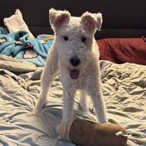 Max, Wire Fox Terrier, adult, available for adoption