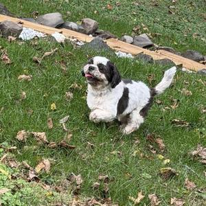 A black and white dog with long fur is running on a grassy lawn. The dog has a fluffy tail and is looking up with its mouth open, possibly panting. There are some rocks and a wooden border in the background.