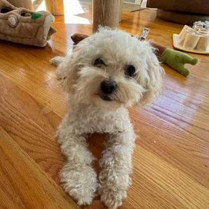 Thelma, Miniature Poodle / Mixed Breed, young, available for adoption