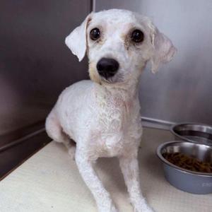 Eva, Miniature Poodle, young, available for adoption