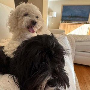 Louise, Havanese, young, available for adoption