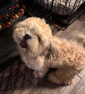 Liam, Shih Tzu, adult, available for adoption