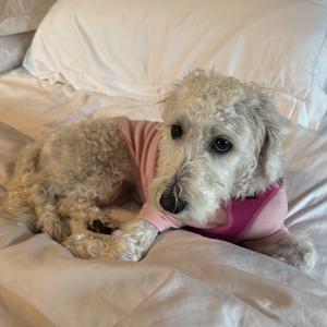 A fluffy white dog wearing a pink shirt, lying on a bed with white sheets and pillows.