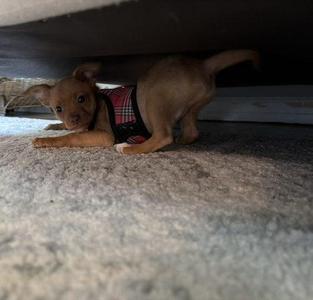 Pumpkin, Chihuahua / Mixed Breed, puppy, available for adoption