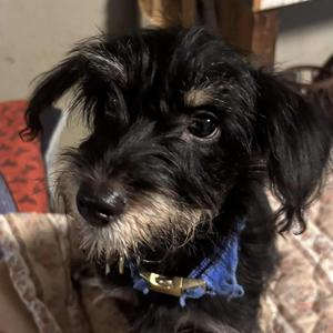 Billy, Dachshund / Yorkshire Terrier, puppy, available for adoption