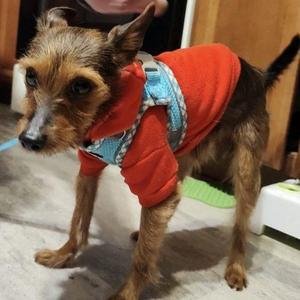 Benji, Terrier / Mixed Breed, young, available for adoption