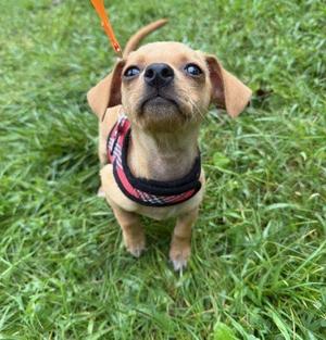 A small brown puppy wearing a red and black harness, standing on green grass and looking up at the camera.