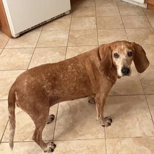 A brown dog with floppy ears standing on a tiled floor.