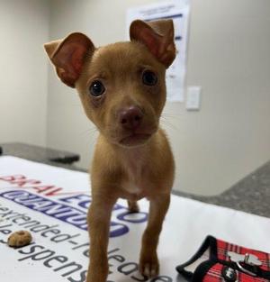 Gilbert, Chihuahua / Mixed Breed, puppy, available for adoption