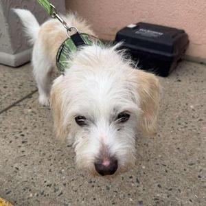 a small white dog with a green harness standing on a concrete surface
