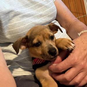 Lucy, Chihuahua / Mixed Breed, puppy, available for adoption