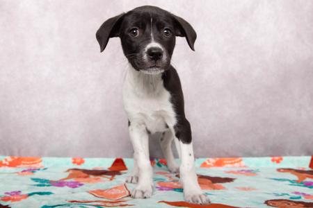 Hannah, Golden Retriever Mix, puppy, available for adoption