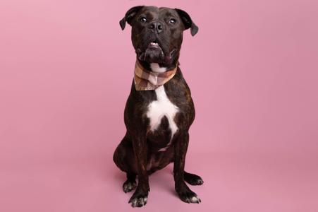 A black and white dog wearing a bandana sitting on a pink background.