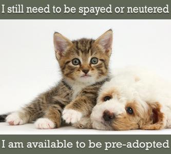 A tabby kitten and a small white puppy lying together on a white background. The kitten is looking forward, while the puppy is resting its head on the kitten's side. Text above and below the image reads "I still need to be spayed or neutered" and "I am available to be pre-adopted".