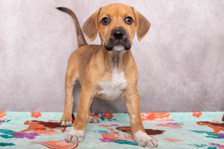 A brown and white puppy standing on a colorful blanket with a gray background.