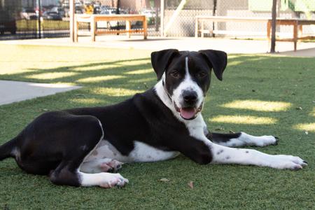 Butter, Australian Cattle Dog and Hound, puppy, available for adoption