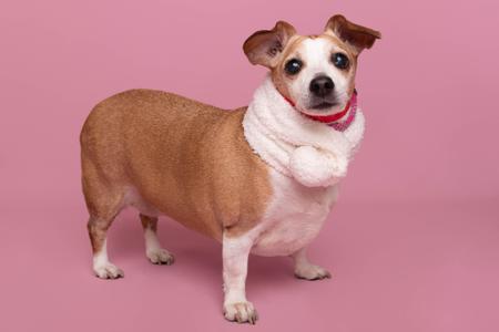A small dog with brown and white fur, wearing a red collar and a white scarf, standing on a pink background.