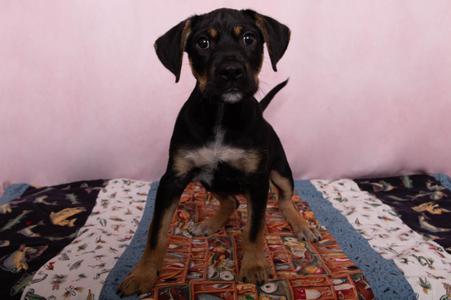 Jasper, Golden Retriever Mix, puppy, available for adoption