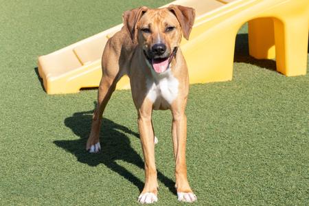 Jereya, Golden Retriever Mix, young, available for adoption
