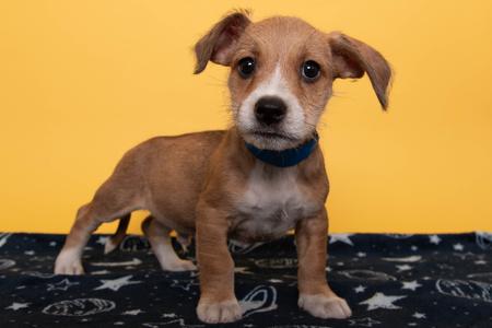 Benny, Golden Retriever Mix, puppy, available for adoption