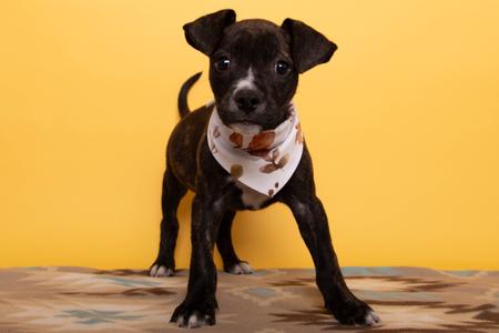 Black puppy wearing a white bandana with brown spots, standing on a patterned surface against a yellow background.