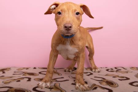 A brown puppy with a blue collar standing on a patterned blanket against a pink background.