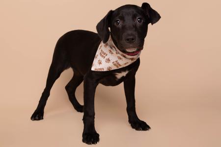 A black puppy wearing a bandana with paw prints on it, standing on a beige background.