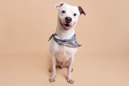 A white dog with a blue bandana sitting on a beige background.
