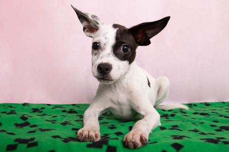 Crimson, American Staffordshire Terrier Mix, puppy, available for adoption