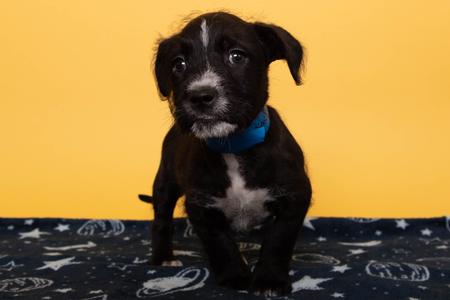 A black and white puppy with a blue collar standing on a patterned blanket against a yellow background.