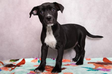 Haggai, Golden Retriever Mix, puppy, available for adoption