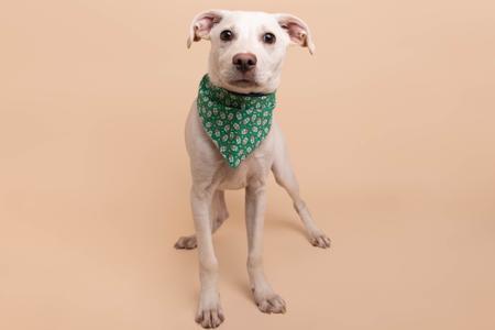 A white dog wearing a green bandana with a pattern of white flowers.