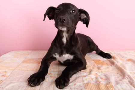Burgundy, Terrier Mix, puppy, available for adoption