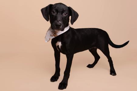 black dog wearing a bandana