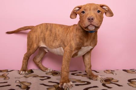 Mahogony, American Staffordshire Terrier Mix, puppy, available for adoption