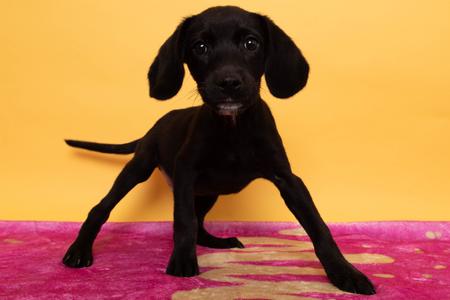 A black puppy standing on a pink surface with a yellow background.