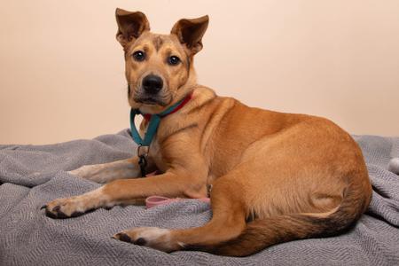 Cami, German Shepherd Dog Mix, young, available for adoption