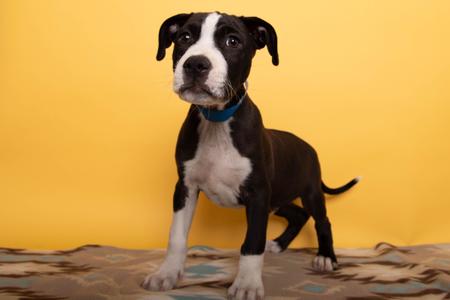 A black and white puppy with a blue collar standing on a patterned blanket against a yellow background.