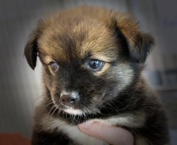 Finley, Corgi / Pomeranian, puppy, available for adoption